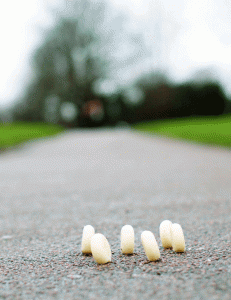 cheese rolling